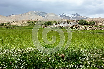 Wheet field at Aichi valley in Ladakh, India Stock Photo