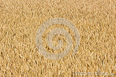 Wheet field Stock Photo