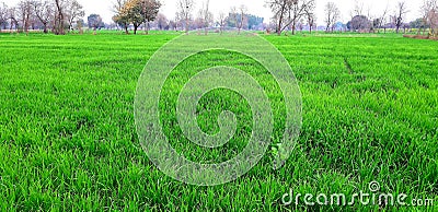 Wheet grass tree sky agricultural Stock Photo