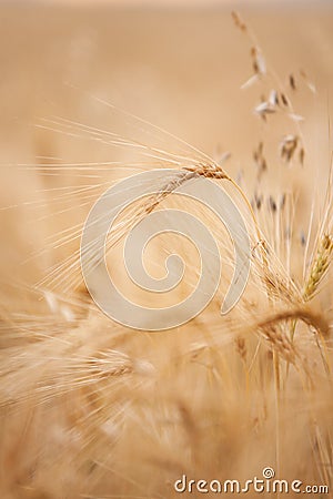 Wheet plant in the field Stock Photo