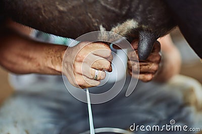 Where milk comes from. an unrecognizable male farmer milking a cow inside a barn. Stock Photo