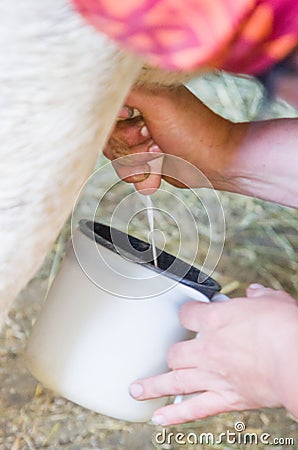 Milk production, inside the farm where the cows are milked Stock Photo