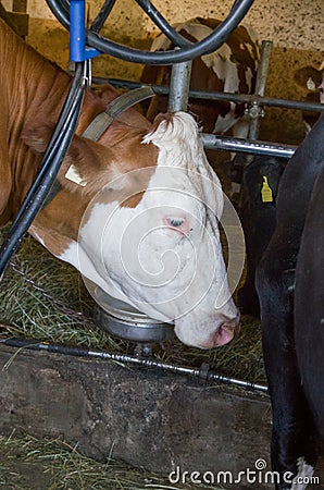 Milk production, inside the farm where the cows are milked Stock Photo