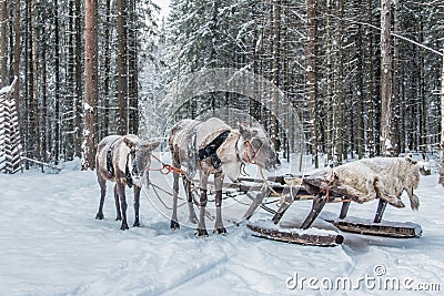 Where`s Santa Claus Stock Photo