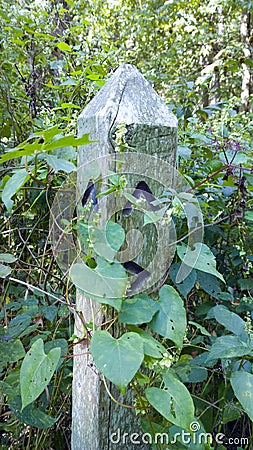 Wooden trail marker Stock Photo