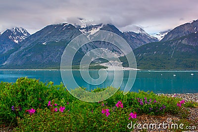 Whild flowers in Glacier Bay National Park, Alaska Stock Photo