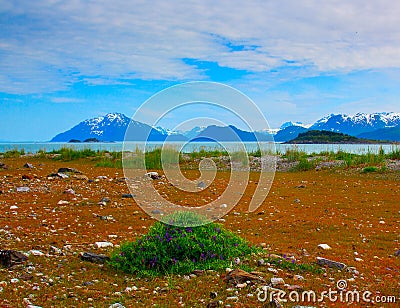 Whild flowers in Glacier Bay National Park, Alaska Stock Photo