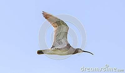 Whimbrel - Iceland Stock Photo