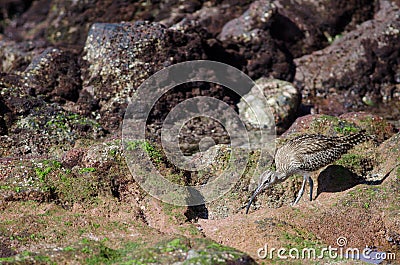 Whimbrel Numenius phaeopus looking for preys. Stock Photo