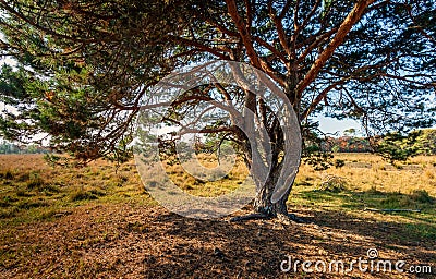 Whimsically shaped scottish pine in the Dutch nature reserve Strijbeekse Heide in North Brabant in the beginning of the fall seas Stock Photo