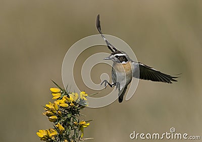 Whinchat, Saxicola rubetra Stock Photo