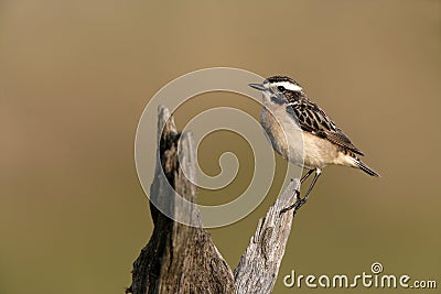 Whinchat, Saxicola rubetra Stock Photo