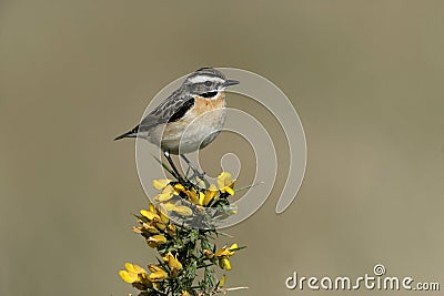 Whinchat, Saxicola rubetra Stock Photo