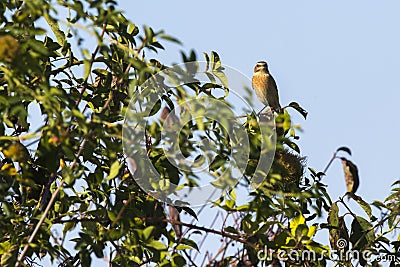 Whinchat Saxicola rubetra Stock Photo