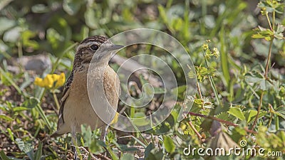 Whinchat among Shrubbery Stock Photo