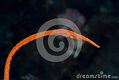 Whip coral couple Stock Photo