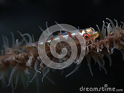 Whip coral goby Stock Photo