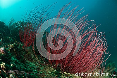 Whip coral, Raja Ampat, Indonesia Stock Photo