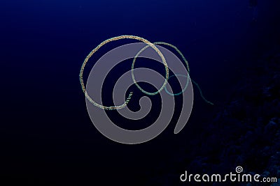 Whip coral in the red sea Stock Photo