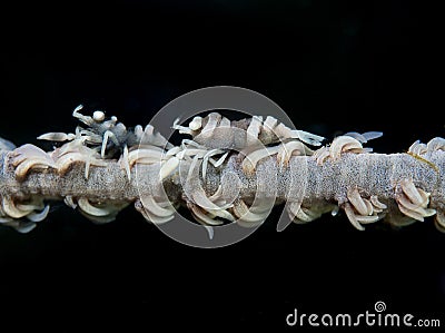 Whip Coral Shrimp Stock Photo