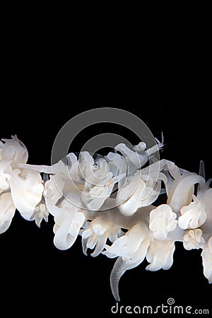 Whip Coral Shrimp Stock Photo