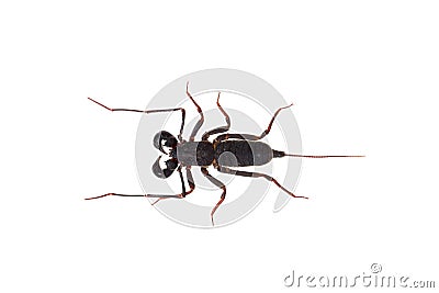 Whip scorpion Stock Photo