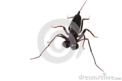 Whip scorpion Stock Photo