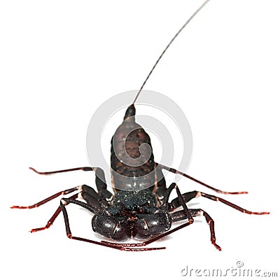 Whip scorpion Stock Photo