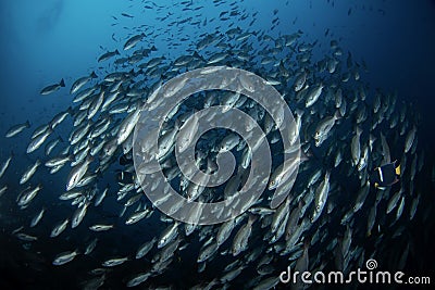 Whipper snapper, Lutjanus jordani, Malpelo Island Stock Photo