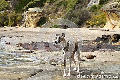 Whippet Stock Photo