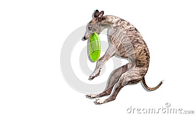 Whippet catches frisbee Stock Photo