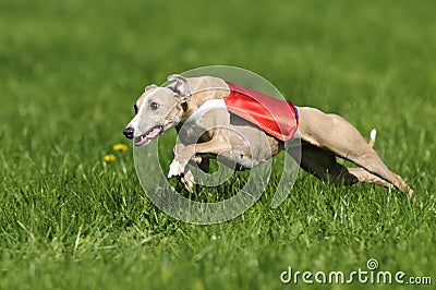 Whippet coursing Stock Photo