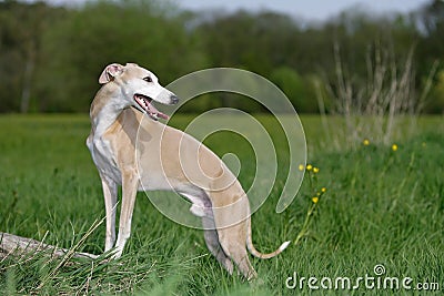 Whippet dog Stock Photo