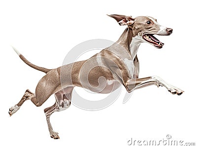 Whippet dog jumping isolated on transparent background. 3d rendering. Stock Photo