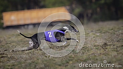 Whippet dog running. Coursing, passion and speed Stock Photo