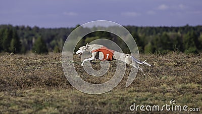 Whippet dog running. Coursing, passion and speed Editorial Stock Photo