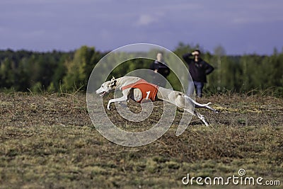 Whippet dog running. Coursing, passion and speed Editorial Stock Photo