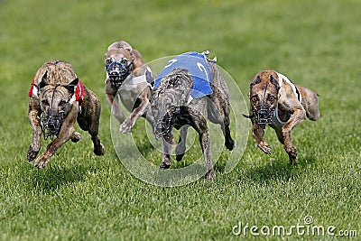 Whippet Dogs running, Racing at Track Editorial Stock Photo