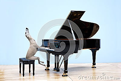 Whippet plays the grand piano Stock Photo