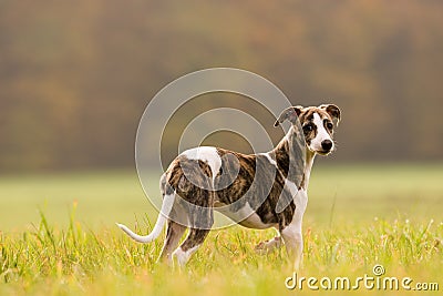 Whippet puppy Stock Photo