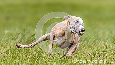 Whippet running in the field on lure coursing competition Stock Photo
