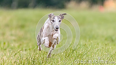 Whippet running in the field on lure coursing competition Stock Photo
