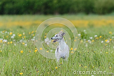 Whippet running in jacket coursing field on lure coursing Stock Photo
