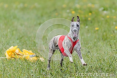 Whippet running in jacket coursing field on lure coursing Stock Photo
