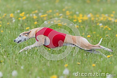 Whippet running in a red jacket coursing field on lure coursing Stock Photo