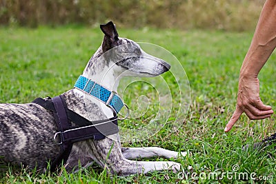 Whippet trains the command to lie down Stock Photo