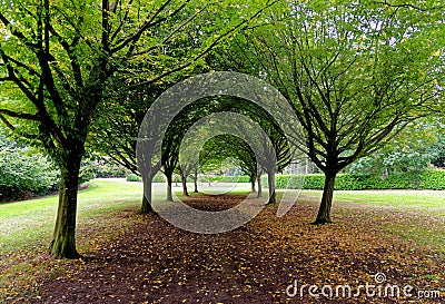 Whipsnade Tree Cathedral - Chilterns - United Kingdom Stock Photo