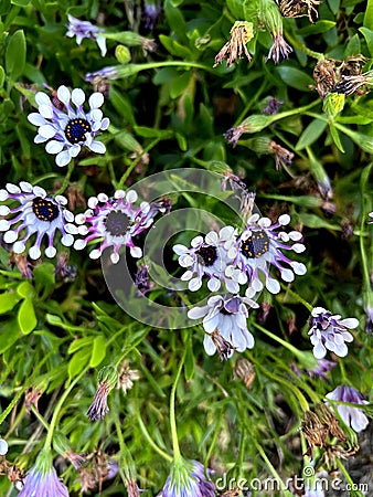 Whirligig African Daisy, Osteospermum 'Whirligig', garden ornamental Stock Photo