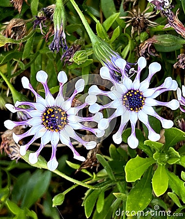 Whirligig African Daisy, Osteospermum 'Whirligig', garden ornamental Stock Photo