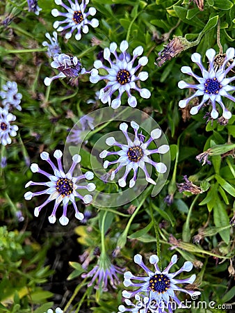 Whirligig African Daisy, Osteospermum 'Whirligig', garden ornamental Stock Photo